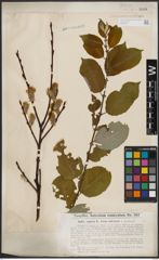 Foto von Salix caprea L.